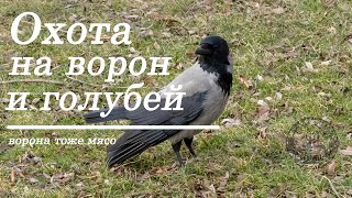 Охота на голубей и ворон