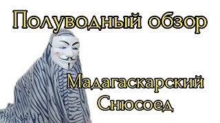 Обзор на Мадагаскарского снюсоеда | Полуводный обзор