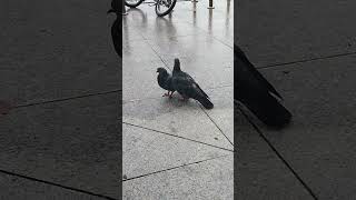 4Sept24 - A pair of loving pigeons at Marina South Pier.