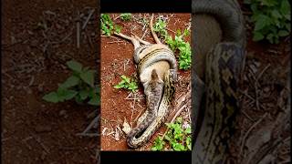 Python Eat Goat #python #snake #snakevideo