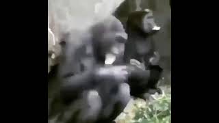 monkey goes sicko mode