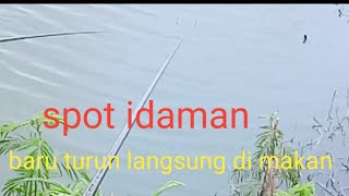 ikan nila nya sangat banyak plung nyut