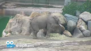 Zoo Cam - Elephant Cam Episode 4