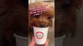 Better then Starbucks pup cup #pupcup #scooterscoffee #starbucks