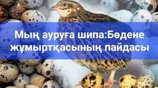 Мың ауруға шипа:Бөдене жұмыртқасының пайдасы