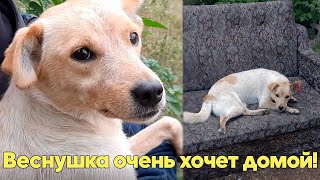 ВЕСНУШКА - Суперпозитивная собака-улыбака! Отличный друг и компаньон ищет ДОМ и Любящего Хозяина!!!