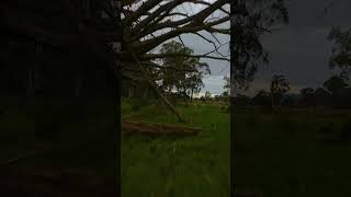 FPV Shot of An Old Dying Tree😢  #shorts