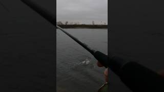 Ночной..Стайный Судак в Декабре РАЗДАЧА на воблеры на Москва Реке #fishing #рыбалка