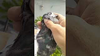 चंदखानी कबूतर का शोक करिए || chandakhani pigeon le aaya aapke liye #pigeon #pigeonblog #viralreels