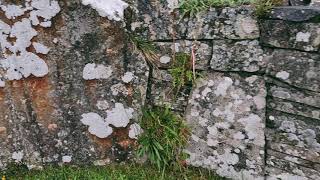 Annaghmare Court Tomb, Armagh