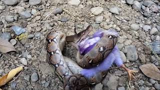 OMG|| Finding Reticulated Python Eating a Colourful Chicks