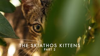 The Skiathos Kittens: Part 2