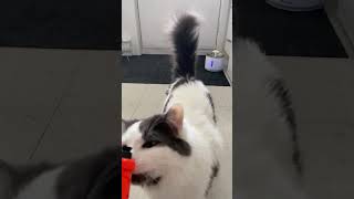 Coconut the cat ≧ටܫට≦ plays with the nerf gun 3/6