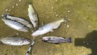 Spring Fishing Santa Ana River lakes #trouts and cat fish