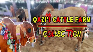 Qazi's Cattle Farm Season 2023 | Collection  | Brahmans Bull Shokeene Lover ll