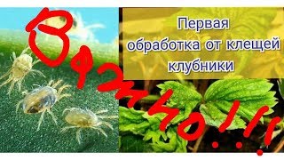 Клещ клубничный(земляничный) меры борьбы с ним