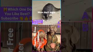 funny animal videos - cats and dogs - compilation - Cute cats and TikTok #shorts #tiktok