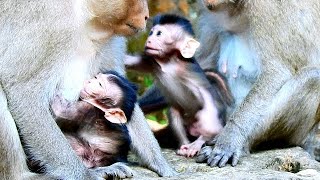 Hello sister can I play with baby Stormy? / Look so gorgeous cute baby Ayla begging sister Spring