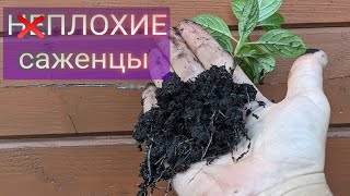 Вести из череночника🌱🌱🌱 Развитие молодых саженцев метельчатых гортензий‼️Хелатэм Fe 6% заказывать?