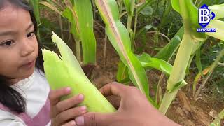 Panen jagung manis bareng anak anak