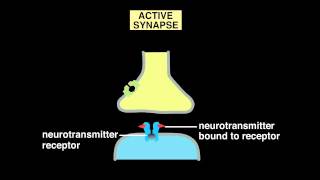 11 12 Synaptic Signaling