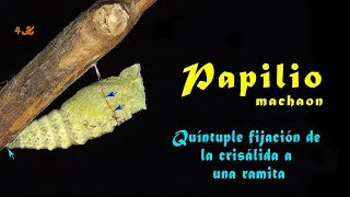 Macaón, Papilio machaon, quíntuple fijación de la crisálida a una ramita, 4K