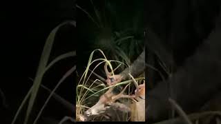 Crossbow Kill track and find big buck #crossbow #bigbuckdown