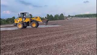 How to Collect Quickly Raw Cashew Nuts On Yard before raining come ?