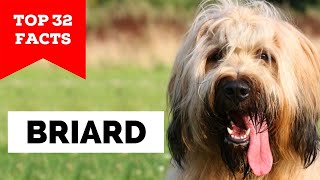 99% of Briard Owners Don't Know This