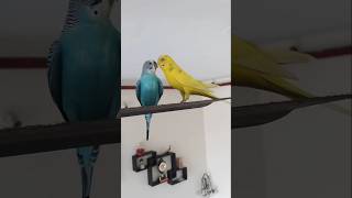 Love birds | budgie colony | veeru-basanti #parrot #birds #funny #parrotsounds  #petparrot #mitthu