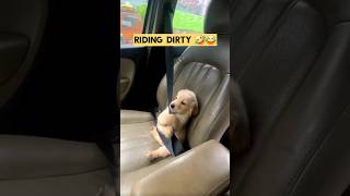 Cutest Puppy Antics Ever! 😍🐾 | Must-Watch Compilation #pets #compilation #shortsvideo #shortvideo