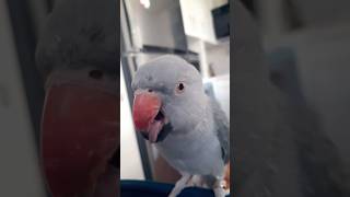 Parrot mouth cute #short #parrot #birds#tiktok 😜😜♥️♥️