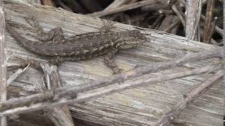 Lizard (doing pushups)