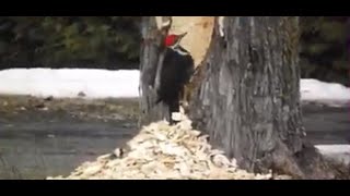 What will happen if you give energy drinks to a woodpecker?