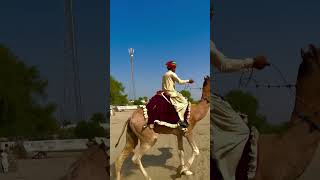 Camel Ride Roayl sodha #trending  #shorts  #viralvideo  #video