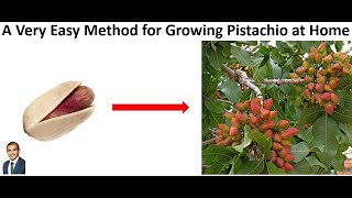 A Very Easy Method for Growing Pistachio at Home