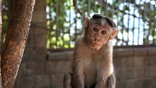 खुजली वाला बंदर || Monkey funny video doing scratching, itching || khujliwala bandar