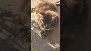 cute stray kitten #youtubeshorts #cats #funny