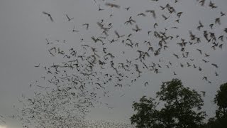 HuaHin Bats View Point / Гора Летучих Мышей Хуахин Ча-ам