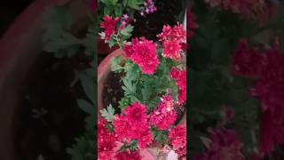 Beautiful flowers # Munnar #kerala | ytshorts.