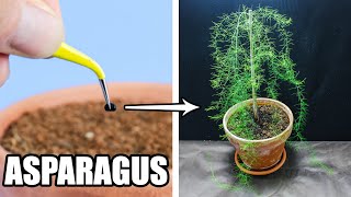 Asparagus Growing From Seed (62 Days Time Lapse)