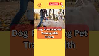 Dog Practicing Pet Training With Rubber #short #shorts #viral #pet #petlover #youtubeshorts