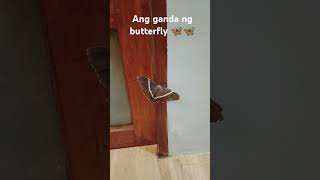 #shorts#everyone #shortvideos #subscribe #butterfly