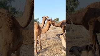 تأكل الإبل العلف في المنطقة الصحراوية #ytshorts #camelinthedesert #camellove #camelfarm #shorts