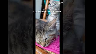 Cute #comment #chien #funnyanimals #chatdrole #cat #pets #animaux #dog #jeveuxpercer #abonnevous