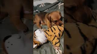 Pups 1st toy