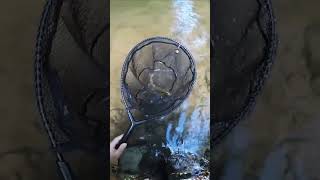 Ma è un videogioco?! Spettacolare attacco a vista - spinning trota torrente #shorts#viral#viralvideo