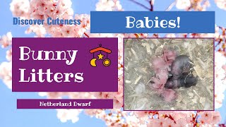 DISCOVER CUTENESS - Netherland Dwarf Bunny Litters