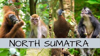 Jungle Trekking in North Sumatra - Searching for Orangutan!