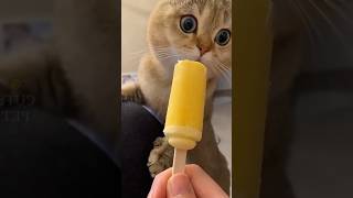 Funny cat video😱🐈 #funnycats #funnycatvideos #funnycatshorts #funny #catlover #cats